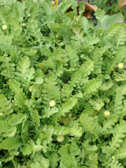 Leptinella potentillina