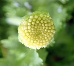 Leptinella potentillina