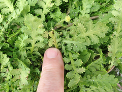 Leptinella potentillina