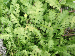 Leptinella potentillina