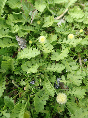 Leptinella potentillina