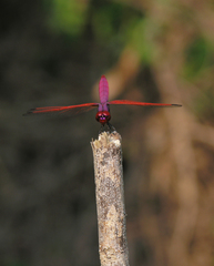 Trithemis aurora
