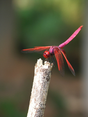 Trithemis aurora