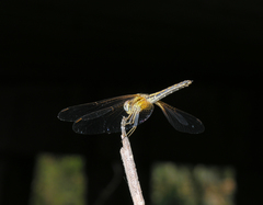 Trithemis aurora