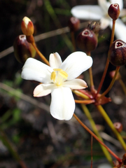 Libertia peregrinans