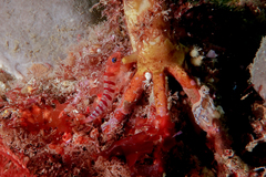 Notoclinops segmentatus