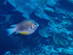 Amblyglyphidodon leucogaster