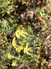Lyperia lychnidea