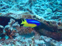 Pomacentrus auriventris