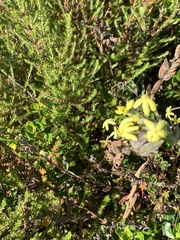 Lyperia lychnidea