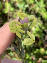 Lyperia lychnidea