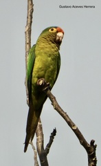 Eupsittula canicularis