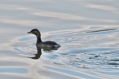 Tachybaptus ruficollis