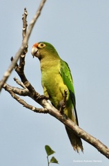 Eupsittula canicularis