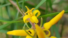 Persoonia linearis