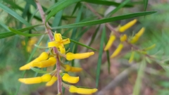 Persoonia linearis