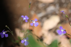 Lobelia tenuior