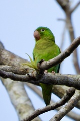 Brotogeris jugularis