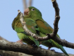 Brotogeris jugularis