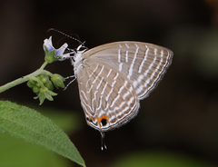 Jamides celeno celeno