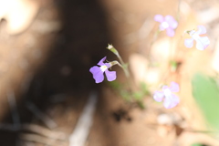 Lobelia tenuior