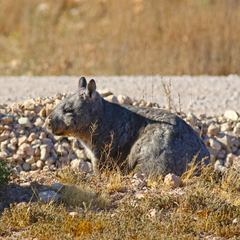 Lasiorhinus latifrons