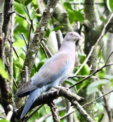 Patagioenas flavirostris