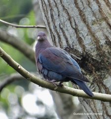 Patagioenas flavirostris