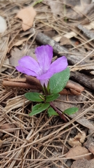 Brunoniella