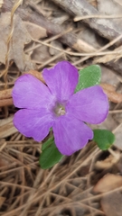 Brunoniella
