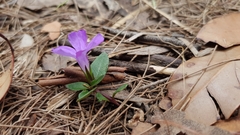 Brunoniella
