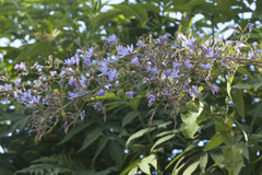 Cicerbita prenanthoides