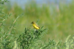 Pseudocolopteryx acutipennis