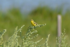 Pseudocolopteryx acutipennis