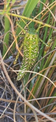 Physemacris variolosa