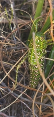 Physemacris variolosa