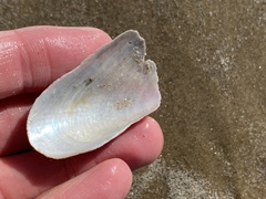 Modiolus americanus