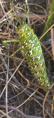 Physemacris variolosa