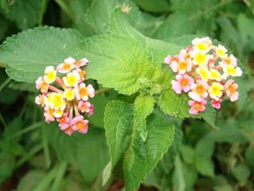 Lantana camara image