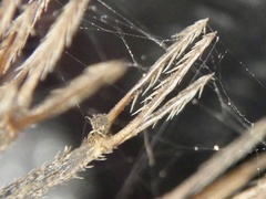 Bidens pilosa pilosa