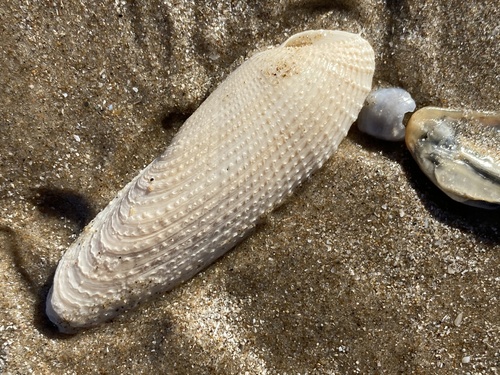 Representative image of Pholas