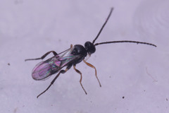 Braconidae