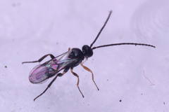 Braconidae