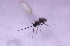 Braconidae