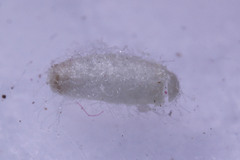 Braconidae