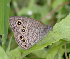 Ypthima baldus madrasa