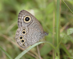 Ypthima baldus madrasa