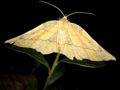 Garaeus specularis