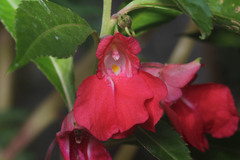 Impatiens balsamina