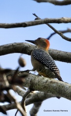 Melanerpes aurifrons